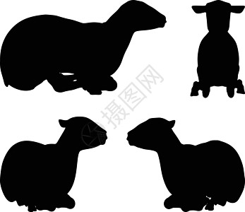 披着姿势的绵羊背影插图阴影剪贴绘画背光害群冒充白色黑色宠物图片