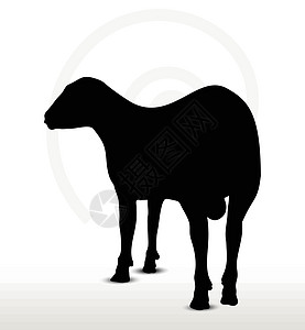 立立不动的山羊背影姿势害群绵羊宠物背光白色剪贴草图插图追随者图片