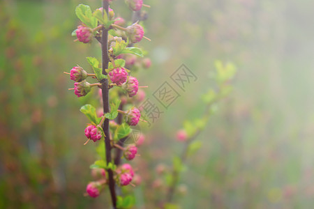 春时在花园里放花朵 还有小粉红花枝太阳生长森林枝条花瓣发芽植物学环境季节植物图片