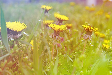 黄花朵花花瓣季节黄色草地风景乡村图片