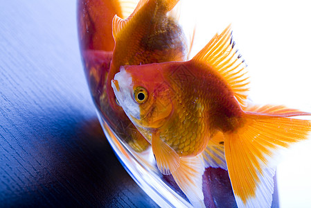 有水的水族馆金鱼宠物海洋游泳宏观金子气泡热带鱼缸图片