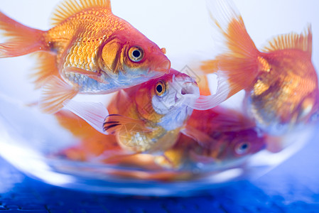 鱼气泡有水的水族馆金鱼宏观热带金子气泡鱼缸游泳宠物海洋背景