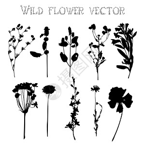 野花和叶叶子矢量的轮光片白色花瓣收藏季节性草本植物美化草地插图标本馆植物图片