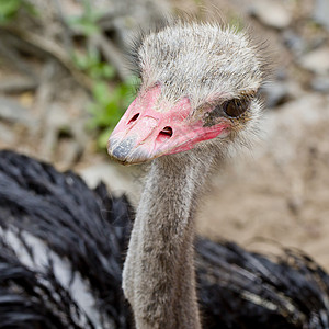 Ostrich 头端特写  顶视图眼睛鸟类动物群查询公园好奇心脖子鸵鸟羽毛蓝色图片