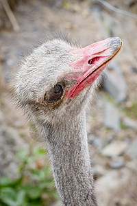 Ostrich 头端特写  顶视图农场女性动物群鸟类荒野眼睛野生动物公园羽毛鸵鸟图片