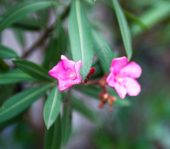 油色粉红色花花和花蕾叶子植物花园花期雌蕊神经质树叶生长园艺植被图片