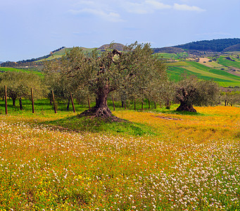 西西里农村树木乡村紫色场地绿色农庄土壤黄色花朵农业图片