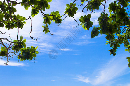 背景绿色天空生活衬套蓝色阳光森林生长生态环境图片