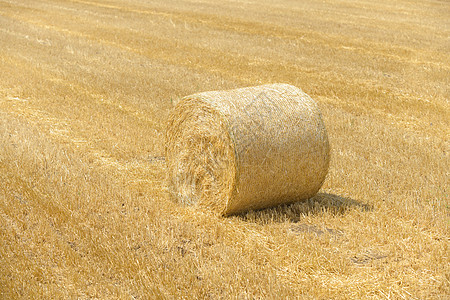 Hay在战地保释工业生长面包白色干旱农场场地阳光收获植物图片