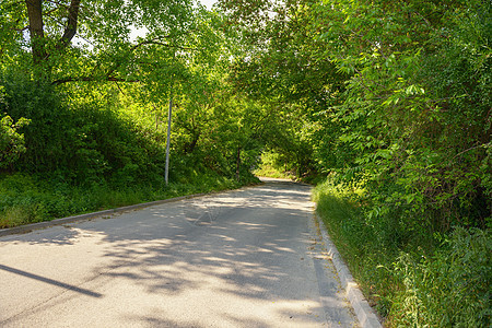 穿过森林的小型小途径树木旅行小路土地林道农村叶子人行道公园远足背景图片