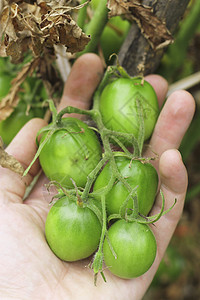 绿番茄在花园的布什 在人手中衬套收成季节男人温室水滴食物水培法树叶蔬菜图片