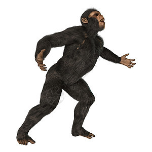 黑猩猩黑色灵长类力量哺乳动物野生动物男性白色动物丛林国王图片