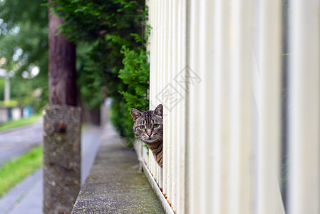 户外弃猫动物城市栅栏街道猫咪流浪眼睛毛皮孤独猫科动物图片