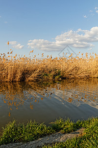 湖边的里德人草地荒野反射环境沼泽蓝色池塘农村场地天空图片