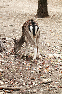可爱鹿棕色眼睛生物打猎野生动物耳朵毛皮森林喇叭动物园图片