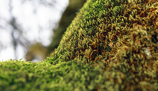 树干上的绿苔种子森林宏观绿色生命植物叶子树木苔藓土壤图片