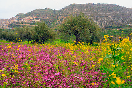 西西里农村植物乡村农场农庄紫色黄色农业土壤树林绿色图片