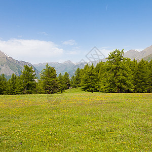 意大利阿尔卑斯山风景牧场农村松树草地场地植物旅行天空山脉图片