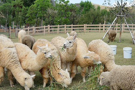 高山地间哺乳动物场地农业绿色白色农场草地动物牧羊人动物园图片