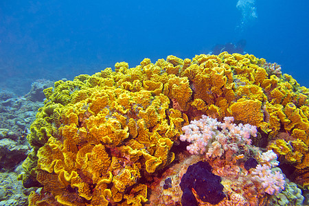 水下黄珊瑚涡轮珊瑚中子海洋浮潜海上生活盐水潜水野生动物气泡海洋生物动物蓝色图片