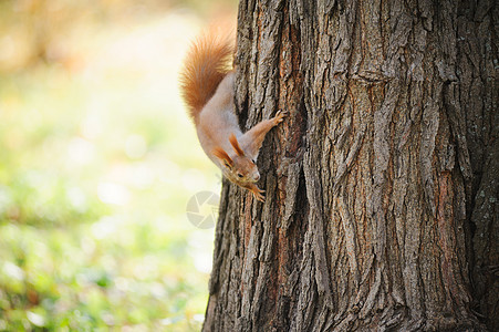 松松鼠红色野外动物宠物树干毛发毛皮前景红松鼠动物哺乳动物图片