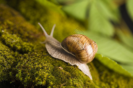 Snail 一个缓慢的动物 被贝壳覆盖动物群花园生物绿色特技荒野树叶动物学苔藓叶子图片