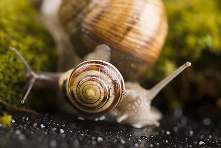 Snail 自然概念饱和颜色生物荒野绿色动物贝壳树叶动物群苔藓鼻涕虫动物学图片