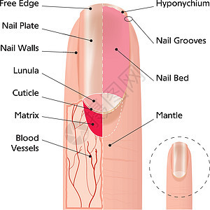 手指指甲结构地幔血管女性盘子温泉女士艺术家趾甲抛光月牙图片
