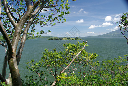 尼加拉瓜的景观热带木头荒野沼泽风景红树表位森林图片