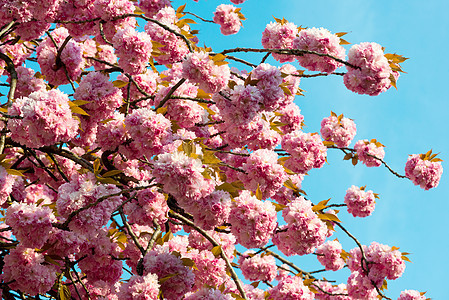 春天樱花开花 美丽的粉红色花朵植物学花瓣公园文化百合季节异国植被阳光植物图片