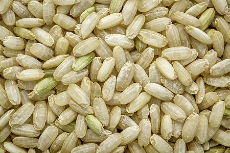 发芽褐米谷物食物背景图片