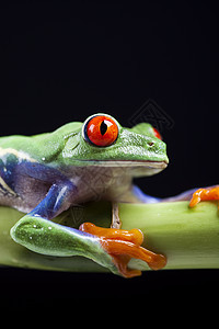 以多彩背景为背景的绿树青蛙绿色好奇心树蛙宏观红色热带丛林宠物水仙花动物背景图片