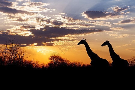 非洲月光下日落和长颈鹿太阳哺乳动物全景动物环境脖子阳光旅行大草原野生动物图片