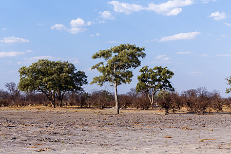 非洲地貌棕色场景游戏树木蓝色旅行大草原荒野公园国家图片