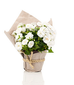 Campanula 田地花朵装在纸质包装中 孤立在白巴上图片