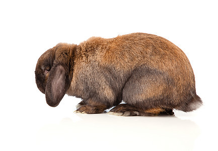在白色背景上孤立的兔子主题耳朵脊椎动物家畜宠物水平工作室动物成套宝宝图片