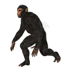黑猩猩黑色白色灵长类力量男性国王动物哺乳动物野生动物荒野图片