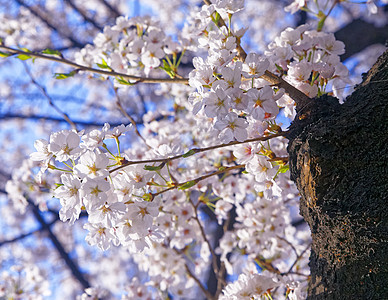 盛开的苹果树分枝 在蓝天上有许多花朵晴天蓝色植物花园天空樱花旅行叶子农村季节图片