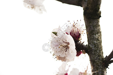 美丽的粉红樱花 满盛满彩色背景的花朵公园蓝色花瓣花园季节叶子卡片植物群宏观边界图片