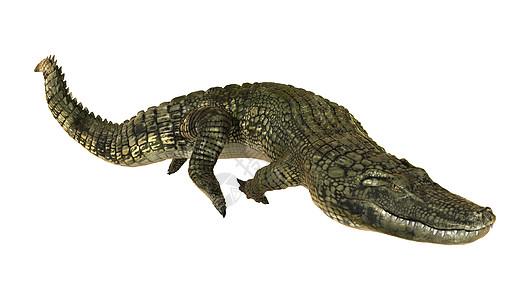 美洲鳄鱼动物白色食肉捕食者绿色荒野短吻鳄皮肤野生动物潜水图片