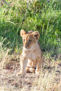 肯尼亚平原上的狮子幼狮晴天濒危生态沙漠捕食者动物攻击荒野国王草原图片