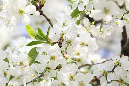 樱花季节蜜蜂收藏叶子橙子阳光昆虫动物果园天空图片