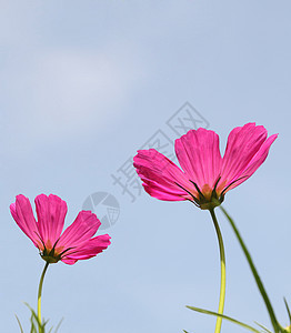 粉粉宇宙花朵紫色场地植物植物群绿色花园荒野粉色农村图片