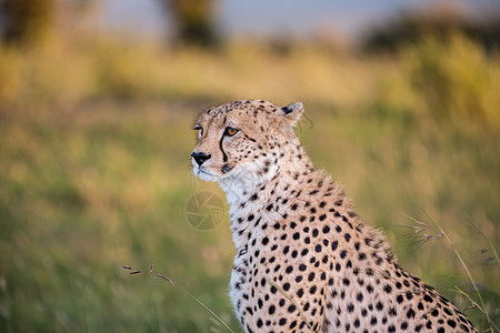 猎豹食肉马赛国家荒野眼睛斑点野生动物女性毛皮尾巴图片