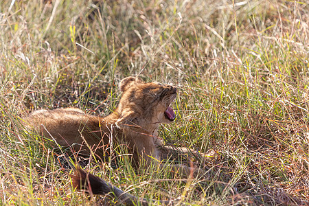 肯尼亚平原上的狮子幼狮草原攻击濒危婴儿自然食肉晴天沙漠捕食者动物图片