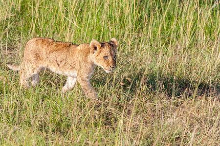 肯尼亚平原上的狮子幼狮野生动物捕食者力量幼兽公园沙漠国王攻击晴天哺乳动物图片