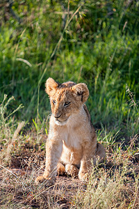 肯尼亚平原上的狮子幼狮沙漠晴天攻击草原自然荒野生物力量马赛生态图片
