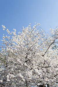 白树花朵鲜花樱花节日直流电全国图片
