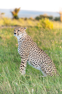 猎豹毛皮公园哺乳动物大草原荒野眼睛斑点野生动物女性动物图片