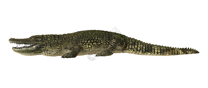 美洲鳄鱼野生动物动物荒野食肉捕食者皮肤短吻鳄白色绿色图片